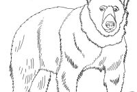 Brown bear book coloring pages