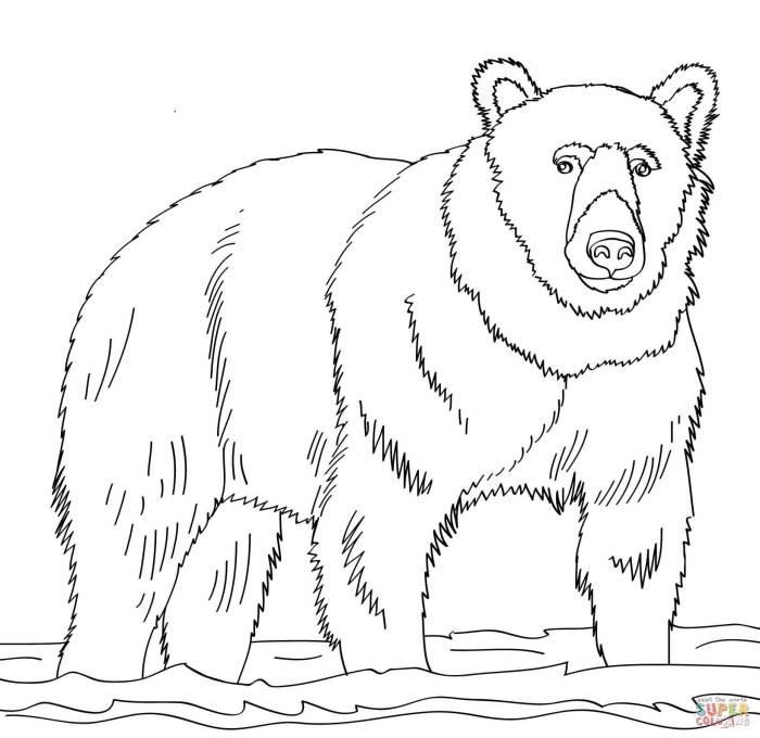 Brown bear book coloring pages